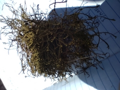 Triquetrella papillata