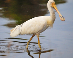 Platalea flavipes