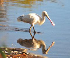 Platalea flavipes