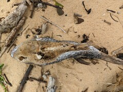 Arothron firmamentum