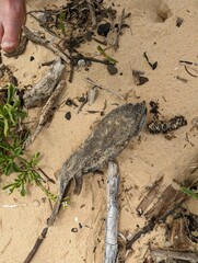 Arothron firmamentum