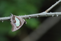 Polyura bharata
