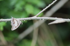 Polyura bharata