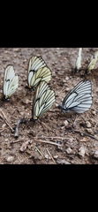 Aporia hippia