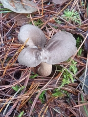 Lentinus substrictus