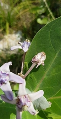 Orthodera
