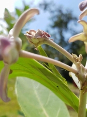 Orthodera