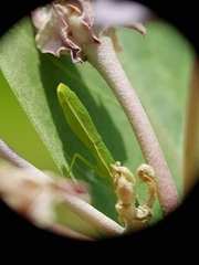 Orthodera