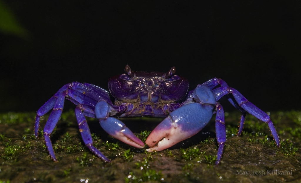 Southeast Asian Freshwater Crabs