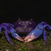 Southeast Asian Freshwater Crabs - Photo (c) Mayuresh Kulkarni, some rights reserved (CC BY-NC), uploaded by Mayuresh Kulkarni