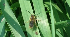 Andrena haemorrhoa