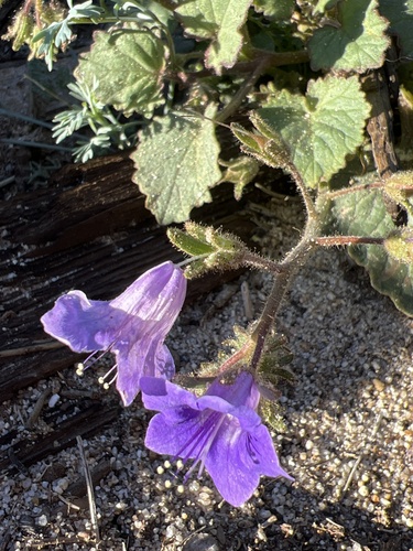 Wild canterbury bells (Phacelia minor)