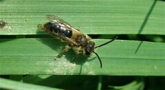 Andrena haemorrhoa