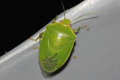 Glaucias amyoti