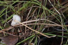 Strobilurus stephanocystis