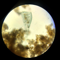 Stentor coeruleus