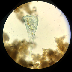 Stentor coeruleus