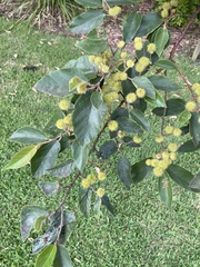 Commersonia bartramia