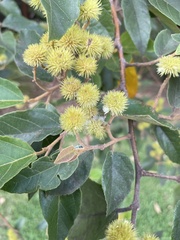 Commersonia bartramia