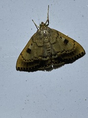 Pyraustinae