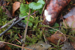 Strobilurus stephanocystis