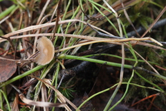 Strobilurus stephanocystis