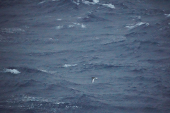 Thalassoica antarctica