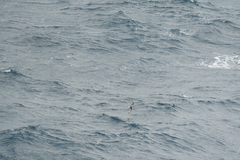 Pterodroma inexpectata