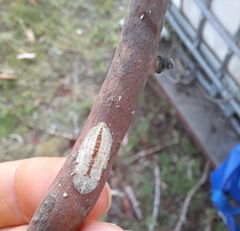 Ledromorpha