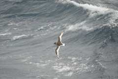 Thalassoica antarctica