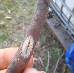 Ledromorpha