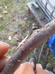 Ledromorpha