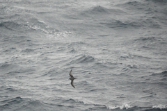 Pterodroma inexpectata