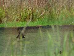 Gallinago hardwickii