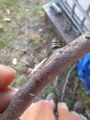 Ledromorpha