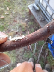 Ledromorpha