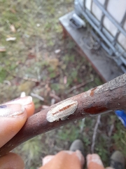 Ledromorpha