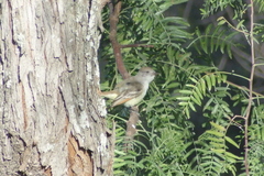 Myiarchus cinerascens