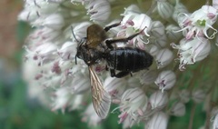 Andrena pilipes