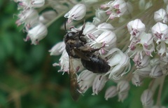 Andrena pilipes
