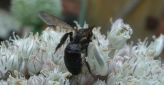 Andrena pilipes