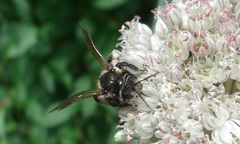 Andrena pilipes