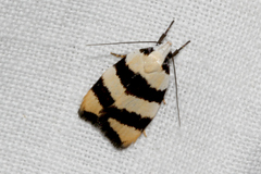 Zonopetala divisella