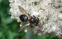 Andrena pilipes