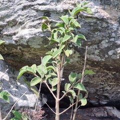 Vangueria macrocalyx