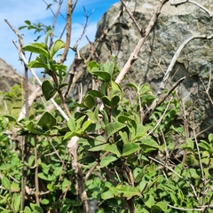 Vangueria macrocalyx