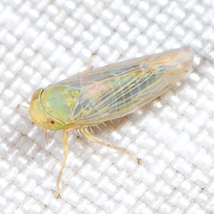 Neoaliturus tenellus