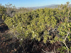 Chamaebatia australis