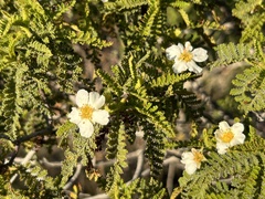 Chamaebatia australis