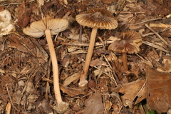 Inocybe subradiata